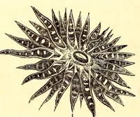 An illustration from Ocean gardens : the history of the marine aquarium, and the best methods now adopted for its establishment and preservation (1857)