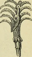 An illustration from Ocherki pamiatnikov khristiansko ikonografi i iskusstva (1900)