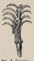 Picture 1 of 28 from Ocherki pami︠a︡tnikov khristīanskoĭ ikonografīi i iskusstva (1900), leaf 51