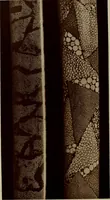 An illustration from Starye gody (1907)