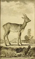 An illustration from Œuvres complètes de M. le C[om]te de Buffon ... : histoire des animaux quadrupèdes (1775)