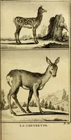 An illustration from Œuvres complètes de M. le C[om]te de Buffon ... : histoire des animaux quadrupèdes (1775)