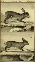 Picture 12 of 40 from Œuvres complètes de M. le C[om]te de Buffon ... : histoire des animaux quadrupèdes (1775), leaf 154