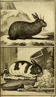 An illustration from Œuvres complètes de M. le C[om]te de Buffon ... : histoire des animaux quadrupèdes (1775)