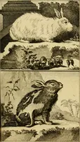 An illustration from Œuvres complètes de M. le C[om]te de Buffon ... : histoire des animaux quadrupèdes (1775)
