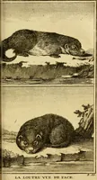 An illustration from Œuvres complètes de M. le C[om]te de Buffon ... : histoire des animaux quadrupèdes (1775)