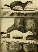 An illustration from Œuvres complètes de M. le C[om]te de Buffon ... : histoire des animaux quadrupèdes (1775)