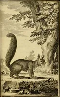 An illustration from Œuvres complètes de M. le C[om]te de Buffon ... : histoire des animaux quadrupèdes (1775)