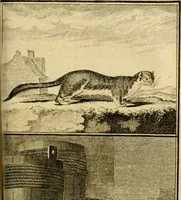 An illustration from Œuvres complètes de M. le C[om]te de Buffon ... : histoire des animaux quadrupèdes (1775)