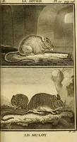 An illustration from Œuvres complètes de M. le C[om]te de Buffon ... : histoire des animaux quadrupèdes (1775)