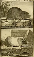 An illustration from Œuvres complètes de M. le C[om]te de Buffon ... : histoire des animaux quadrupèdes (1775)