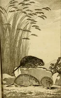 An illustration from Œuvres complètes de M. le C[om]te de Buffon ... : histoire des animaux quadrupèdes (1775)