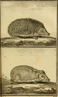 An illustration from Œuvres complètes de M. le C[om]te de Buffon ... : histoire des animaux quadrupèdes (1775)