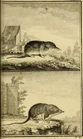 An illustration from Œuvres complètes de M. le C[om]te de Buffon ... : histoire des animaux quadrupèdes (1775)