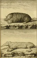 An illustration from Œuvres complètes de M. le C[om]te de Buffon ... : histoire des animaux quadrupèdes (1775)