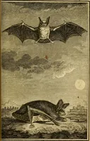An illustration from Œuvres complètes de M. le C[om]te de Buffon ... : histoire des animaux quadrupèdes (1775)