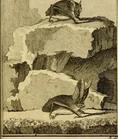 Picture 34 of 40 from Œuvres complètes de M. le C[om]te de Buffon ... : histoire des animaux quadrupèdes (1775), leaf 392