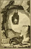 An illustration from Œuvres complètes de M. le C[om]te de Buffon ... : histoire des animaux quadrupèdes (1775)