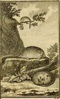 An illustration from Œuvres complètes de M. le C[om]te de Buffon ... : histoire des animaux quadrupèdes (1775)
