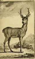 An illustration from Œuvres complètes de M. le C[om]te de Buffon ... : histoire des animaux quadrupèdes (1775)