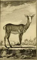 An illustration from Œuvres complètes de M. le C[om]te de Buffon ... : histoire des animaux quadrupèdes (1775)