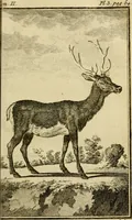 An illustration from Œuvres complètes de M. le C[om]te de Buffon ... : histoire des animaux quadrupèdes (1775)