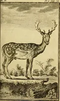 An illustration from Œuvres complètes de M. le C[om]te de Buffon ... : histoire des animaux quadrupèdes (1775)