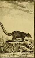 An illustration from Œuvres complètes de M. le C[om]te de Buffon ... : histoire des animaux quadrupèdes (1775)