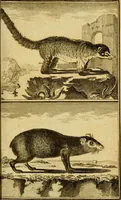 An illustration from Œuvres complètes de M. le C[om]te de Buffon ... : histoire des animaux quadrupèdes (1775)