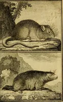 Picture 4 of 31 from Œuvres complètes de M. le C[om]te de Buffon ... : histoire des animaux quadrupèdes (1775), leaf 26