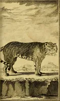 An illustration from Œuvres complètes de M. le C[om]te de Buffon ... : histoire des animaux quadrupèdes (1775)