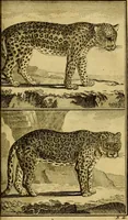 An illustration from Œuvres complètes de M. le C[om]te de Buffon ... : histoire des animaux quadrupèdes (1775)