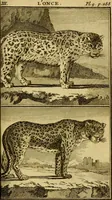 An illustration from Œuvres complètes de M. le C[om]te de Buffon ... : histoire des animaux quadrupèdes (1775)