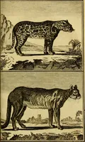 An illustration from Œuvres complètes de M. le C[om]te de Buffon ... : histoire des animaux quadrupèdes (1775)