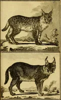 An illustration from Œuvres complètes de M. le C[om]te de Buffon ... : histoire des animaux quadrupèdes (1775)