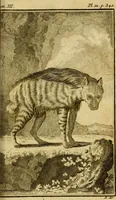 An illustration from Œuvres complètes de M. le C[om]te de Buffon ... : histoire des animaux quadrupèdes (1775)