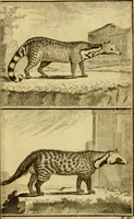 Picture 25 of 31 from Œuvres complètes de M. le C[om]te de Buffon ... : histoire des animaux quadrupèdes (1775), leaf 402