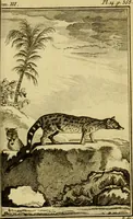 An illustration from Œuvres complètes de M. le C[om]te de Buffon ... : histoire des animaux quadrupèdes (1775)