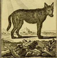 An illustration from Œuvres complètes de M. le C[om]te de Buffon ... : histoire des animaux quadrupèdes (1775)