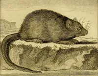 An illustration from Œuvres complètes de M. le C[om]te de Buffon ... : histoire des animaux quadrupèdes (1775)