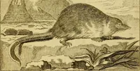 An illustration from Œuvres complètes de M. le C[om]te de Buffon ... : histoire des animaux quadrupèdes (1775)