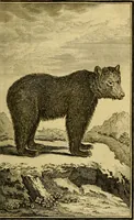 An illustration from Œuvres complètes de M. le C[om]te de Buffon ... : histoire des animaux quadrupèdes (1775)