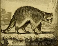 Picture 8 of 31 from Œuvres complètes de M. le C[om]te de Buffon ... : histoire des animaux quadrupèdes (1775), leaf 94