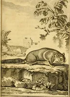 An illustration from Œuvres complètes de M. le C[om]te de Buffon ... : histoire des animaux quadrupèdes (1775)