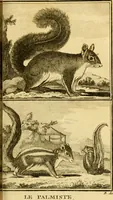 Picture 14 of 31 from Œuvres complètes de M. le C[om]te de Buffon ... : histoire des animaux quadrupèdes (1775), leaf 124