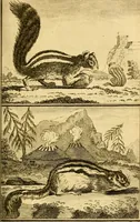 An illustration from Œuvres complètes de M. le C[om]te de Buffon ... : histoire des animaux quadrupèdes (1775)