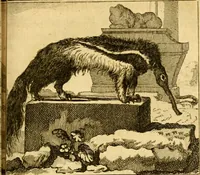 An illustration from Œuvres complètes de M. le C[om]te de Buffon ... : histoire des animaux quadrupèdes (1775)