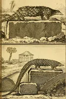 Picture 17 of 31 from Œuvres complètes de M. le C[om]te de Buffon ... : histoire des animaux quadrupèdes (1775), leaf 162