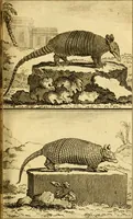 Picture 19 of 31 from Œuvres complètes de M. le C[om]te de Buffon ... : histoire des animaux quadrupèdes (1775), leaf 210
