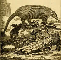 An illustration from Œuvres complètes de M. le C[om]te de Buffon ... : histoire des animaux quadrupèdes (1775)